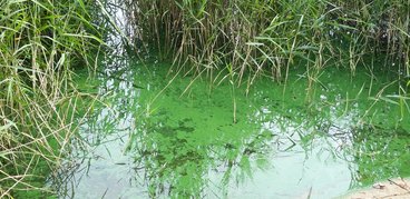 Ożarowskie „morskie oko” - perełka wśród lasów Nadleśnictwa Wieluń